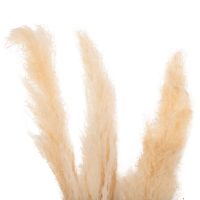 diakosmitiko-mpoyketo-apoxiramena-kalami-2 ΔΙΑΚΟΣΜΗΤΙΚΟ ΜΠΟΥΚΕΤΟ ΑΠΟΞΗΡΑΜΕΝΑ ΚΑΛΑΜΙΑ HM7961 ΛΕΥΚΟ 3TMX 140Υεκ.