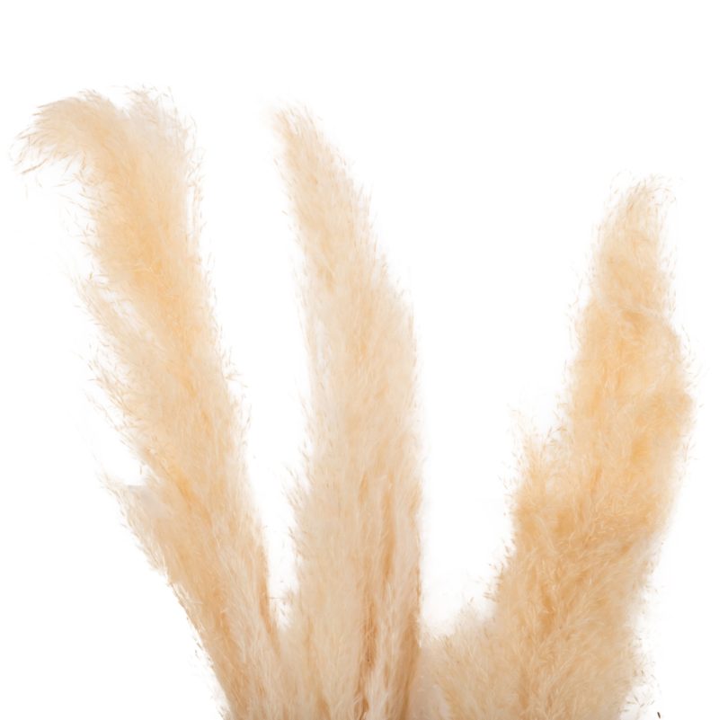 diakosmitiko-mpoyketo-apoxiramena-kalami-2 ΔΙΑΚΟΣΜΗΤΙΚΟ ΜΠΟΥΚΕΤΟ ΑΠΟΞΗΡΑΜΕΝΑ ΚΑΛΑΜΙΑ HM7961 ΛΕΥΚΟ 3TMX 140Υεκ.