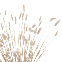 ΔΙΑΚΟΣΜΗΤΙΚΟ ΜΠΟΥΚΕΤΟ ΑΠΟΞΗΡΑΜΕΝΟ HM7959 RABBIT TAIL- CREAM 50gr 76Υεκ.