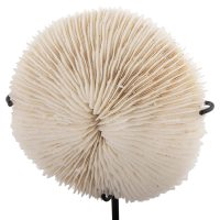 epitrapezio-diakosmitiko-fb94273-korali-2 ΕΠΙΤΡΑΠΕΖΙΟ ΔΙΑΚΟΣΜΗΤΙΚΟ HM4273 ΚΟΡΑΛΙ ΣΕ ΦΥΣΙΚΟ-ΜΑΥΡΗ ΜΕΤΑΛΛΙΚΗ ΒΑΣΗ 8x8x16Υ εκ.