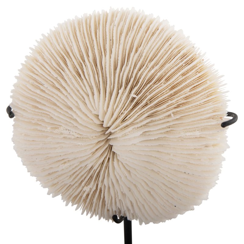 epitrapezio-diakosmitiko-fb94273-korali-2 ΕΠΙΤΡΑΠΕΖΙΟ ΔΙΑΚΟΣΜΗΤΙΚΟ HM4273 ΚΟΡΑΛΙ ΣΕ ΦΥΣΙΚΟ-ΜΑΥΡΗ ΜΕΤΑΛΛΙΚΗ ΒΑΣΗ 8x8x16Υ εκ.