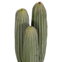 diakosmitiko-synthetiko-fyto-fb94743-kak-2 ΔΙΑΚΟΣΜΗΤΙΚΟ ΣΥΝΘΕΤΙΚΟ ΦΥΤΟ HM4743 ΚΑΚΤΟΣ ΜΕ ΓΛΑΣΤΡΑ Φ16x62Υεκ.