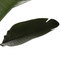 diakosmitiko-synthetiko-fyto-fb97982-str-2 ΔΙΑΚΟΣΜΗΤΙΚΟ ΣΥΝΘΕΤΙΚΟ ΦΥΤΟ HM7982 ΣΤΡΕΛΙΤΣΙΑ ΣΕ ΓΛΑΣΤΡΑ Φ17x14,5-150Yεκ.