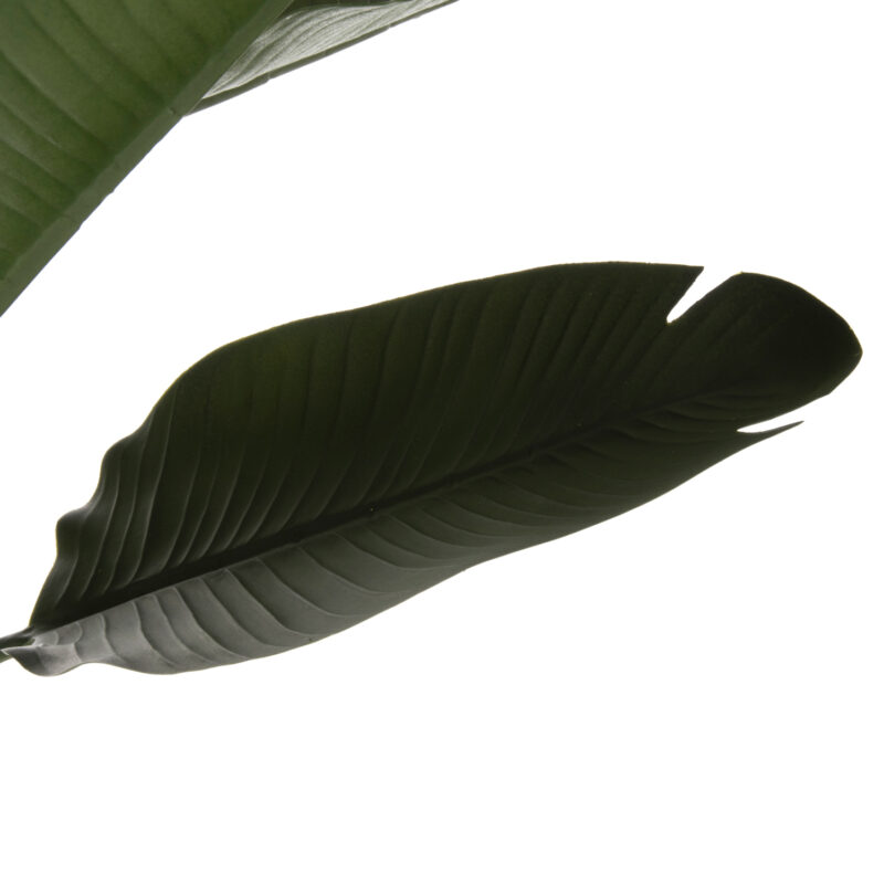 diakosmitiko-synthetiko-fyto-fb97982-str-2 ΔΙΑΚΟΣΜΗΤΙΚΟ ΣΥΝΘΕΤΙΚΟ ΦΥΤΟ HM7982 ΣΤΡΕΛΙΤΣΙΑ ΣΕ ΓΛΑΣΤΡΑ Φ17x14,5-150Yεκ.