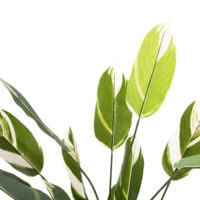 diakosmitiko-synthetiko-fyto-fb97997-cal-2 ΔΙΑΚΟΣΜΗΤΙΚΟ ΣΥΝΘΕΤΙΚΟ ΦΥΤΟ HM7997 CALATHEA ΣΕ ΓΛΑΣΤΡΑ 140Υεκ.